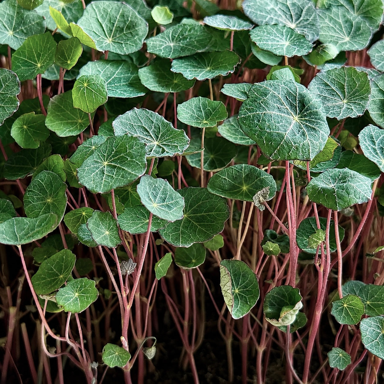 Nasturtium empress of india microgreens ready to harvest, grown from Deliseeds seeds