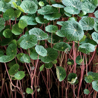 Nasturtium empress of india microgreens ready to harvest, grown from Deliseeds seeds