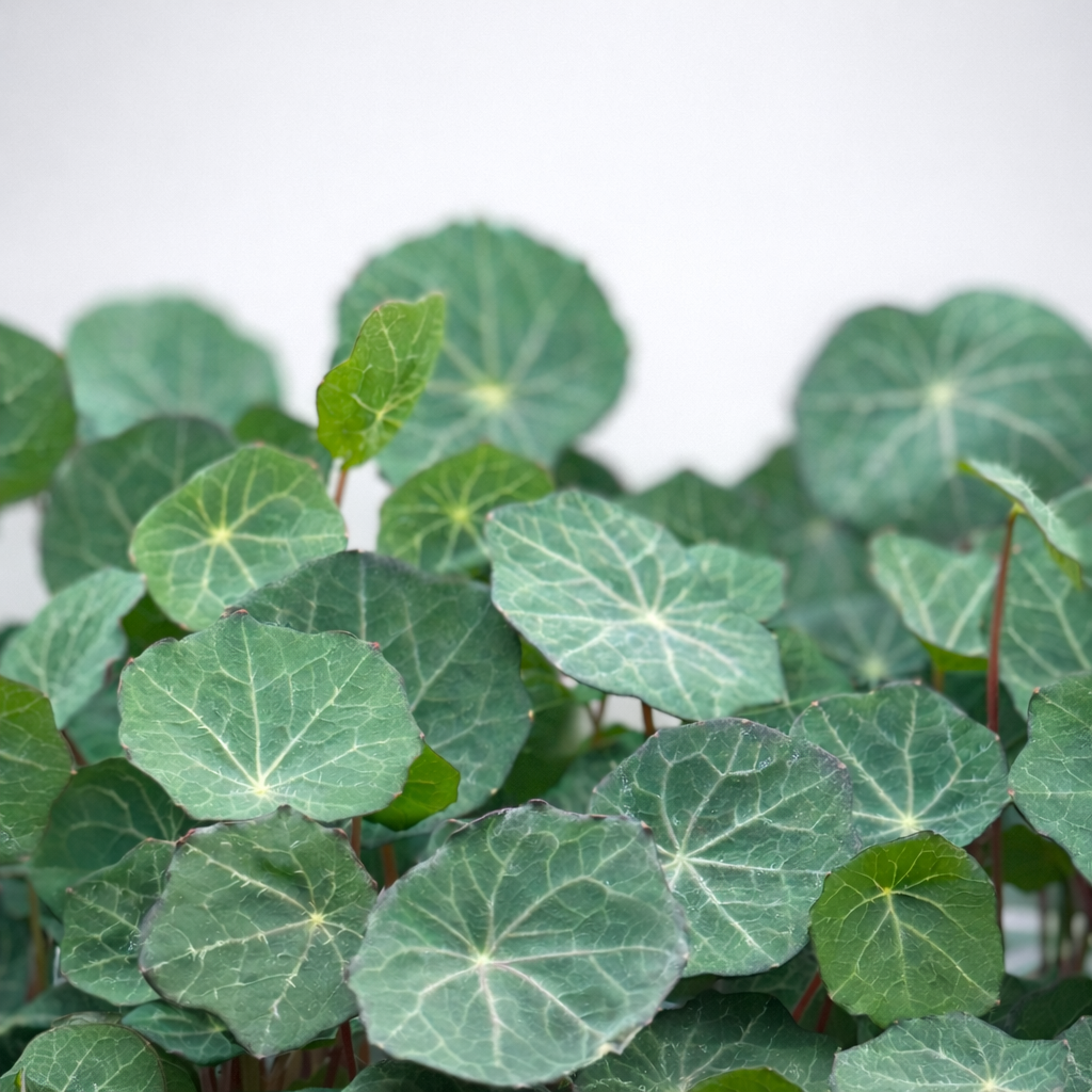 Nasturtium empress of india microgreens ready to harvest, grown from Deliseeds seeds