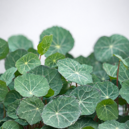Nasturtium empress of india microgreens ready to harvest, grown from Deliseeds seeds