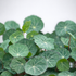 Nasturtium empress of india microgreens ready to harvest, grown from Deliseeds seeds