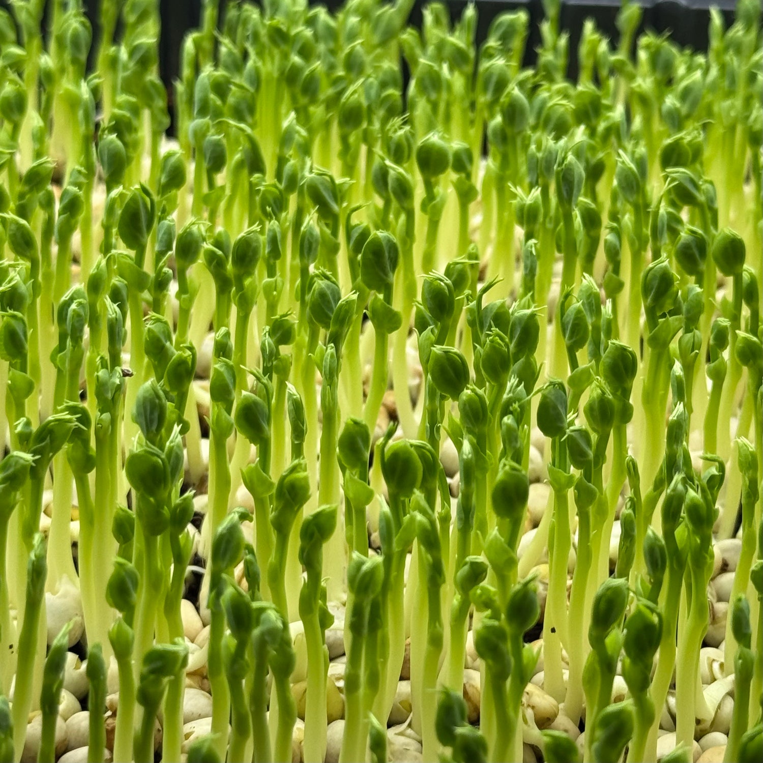 Peas Affila - microgreens growing stage