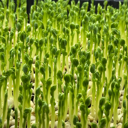 Peas Affila - microgreens growing stage