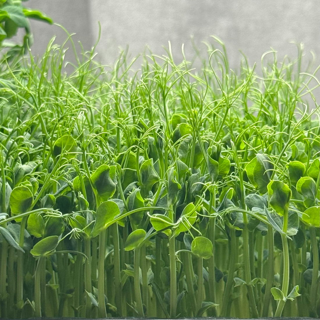 Peas Affila - ready to harvest microgreens