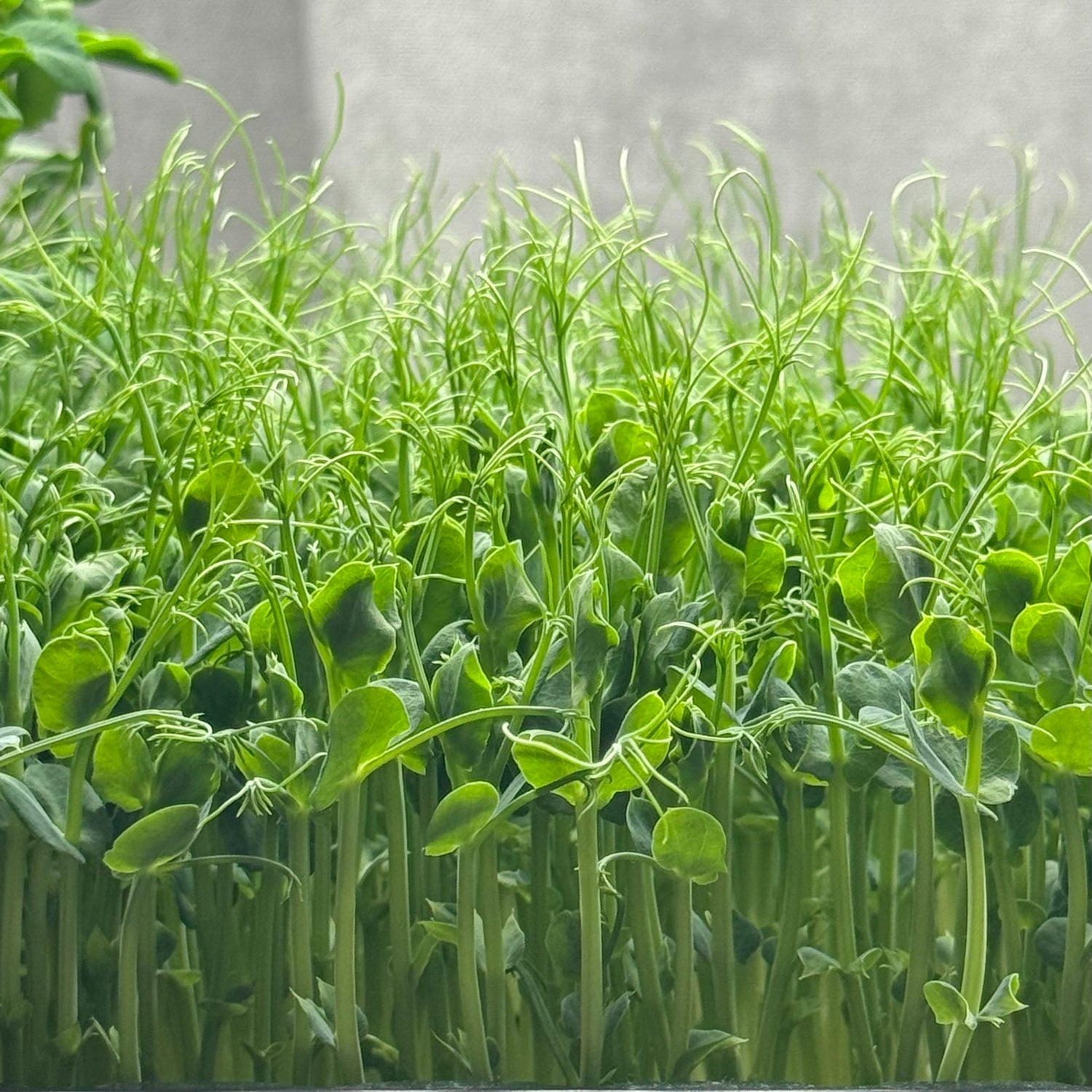 Peas Affila - ready to harvest microgreens
