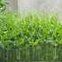 Peas Affila - ready to harvest microgreens