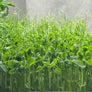 Peas Affila - ready to harvest microgreens