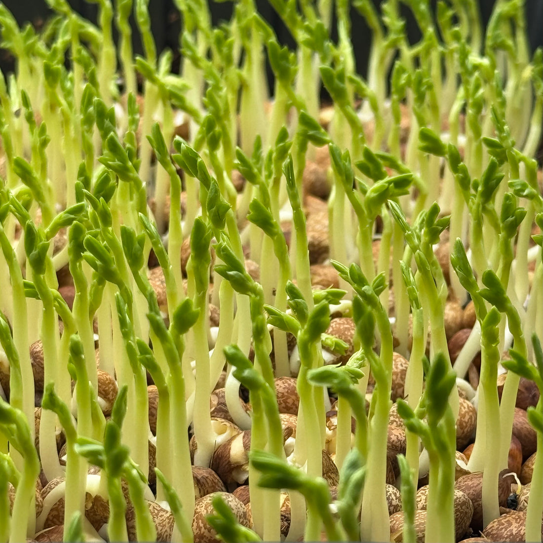 Peas Speckled - microgreens growing stage