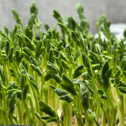 Peas Speckled - microgreens growing stage