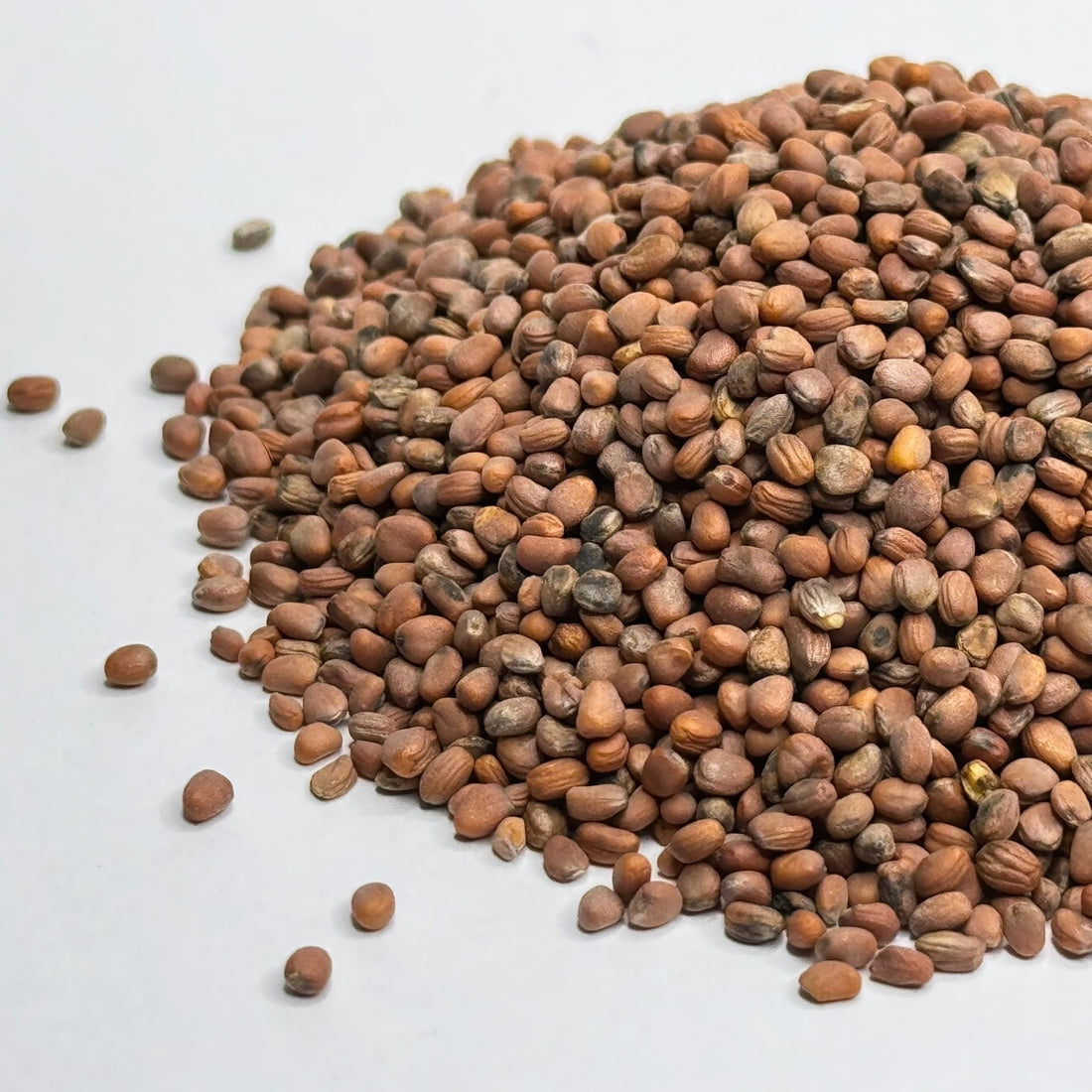 Radish, Black - microgreens seeds for growing