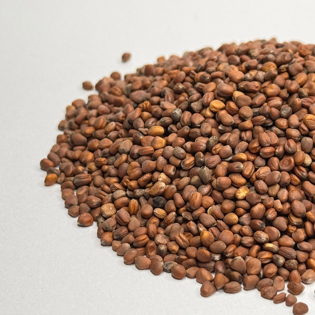 Radish, China Rose - microgreens seeds for growing