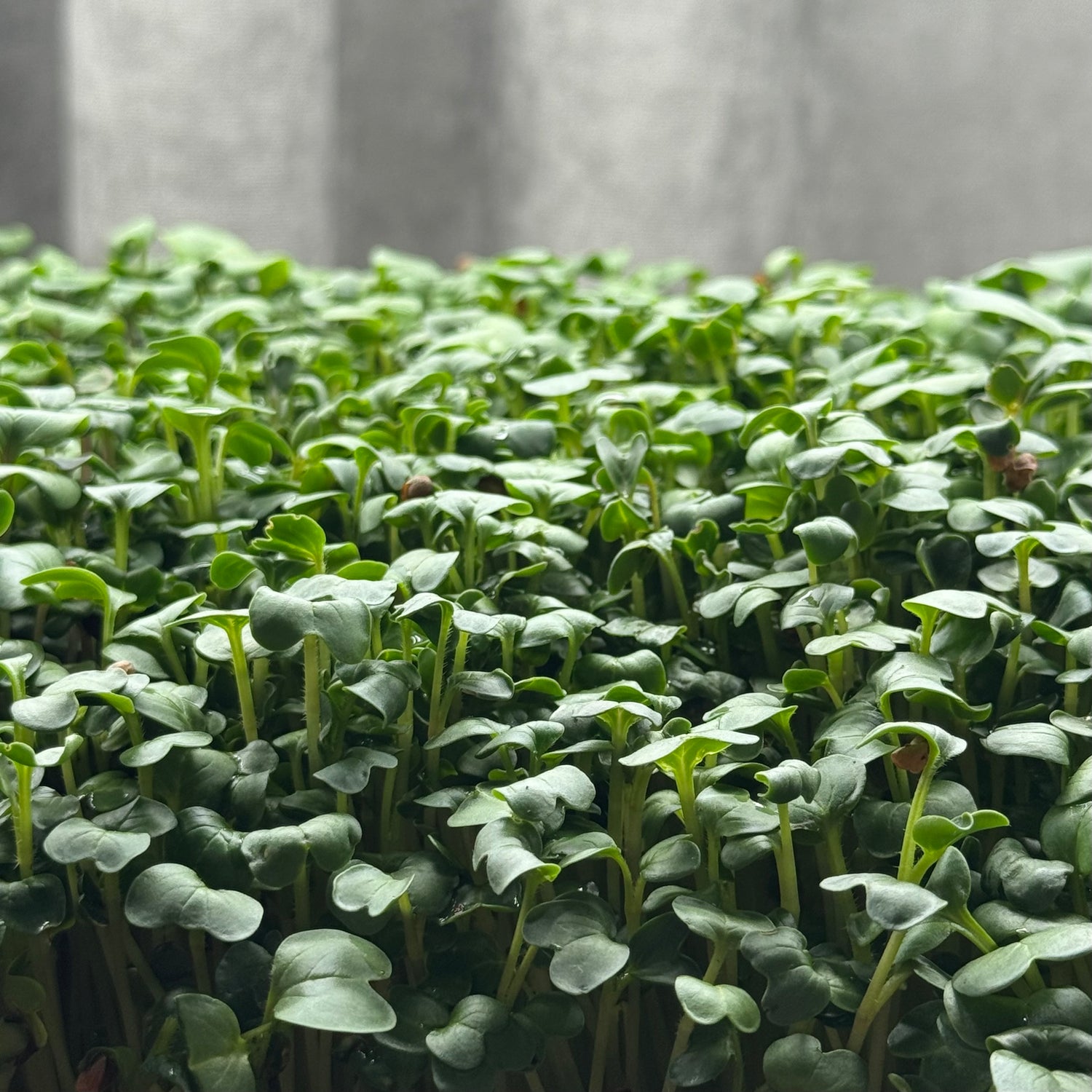 Radish Daikon - ready to harvest microgreens
