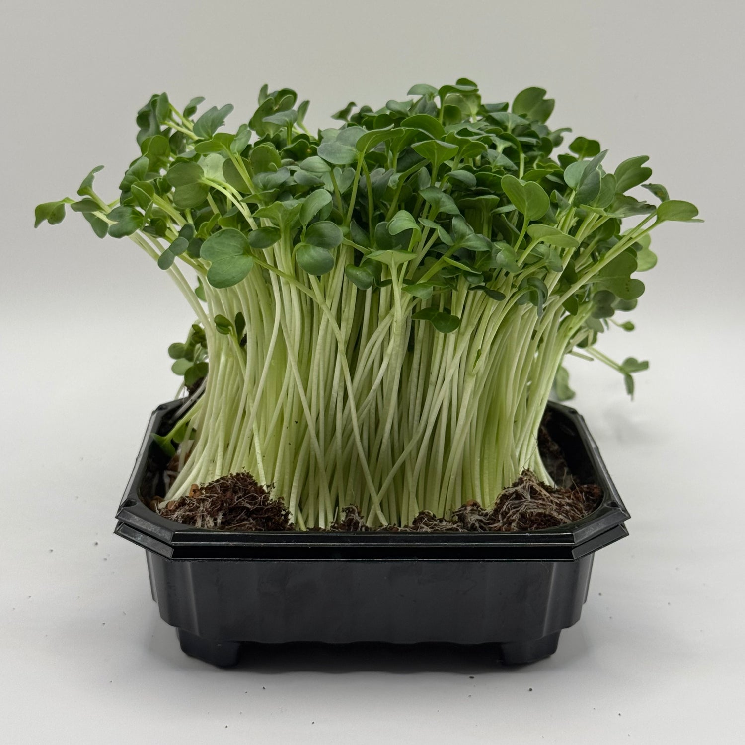 Radish Daikon - ready to harvest microgreens