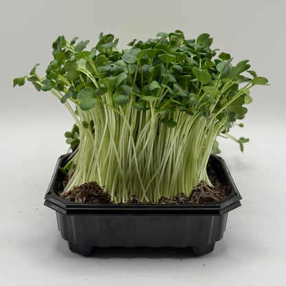 Radish Daikon - ready to harvest microgreens