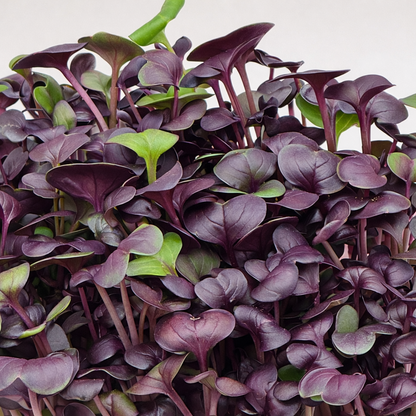 Radish red samurai microgreens ready to harvest, grown from Deliseeds seeds