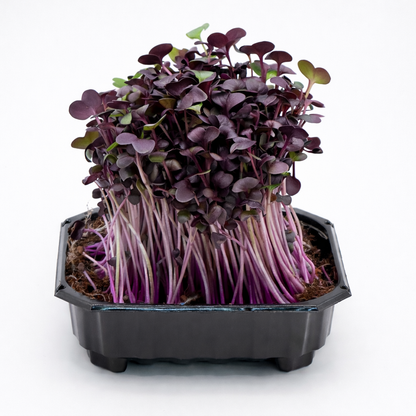 Radish red samurai microgreens ready to harvest, grown from Deliseeds seeds