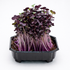 Radish red samurai microgreens ready to harvest, grown from Deliseeds seeds