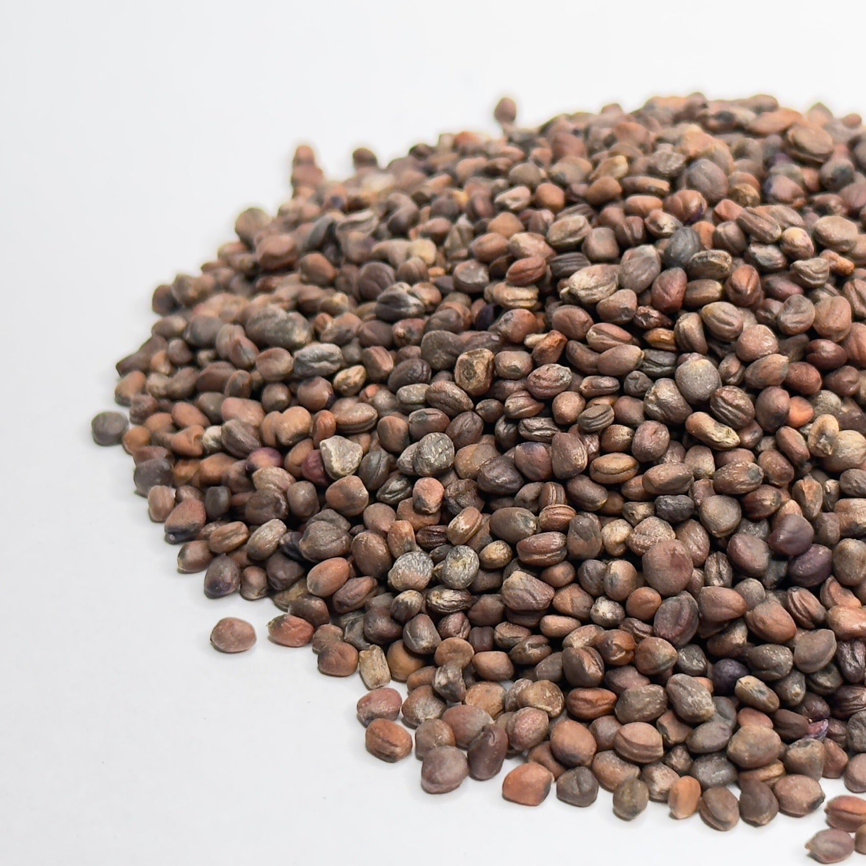 Radish, Red Samurai - microgreens seeds for growing