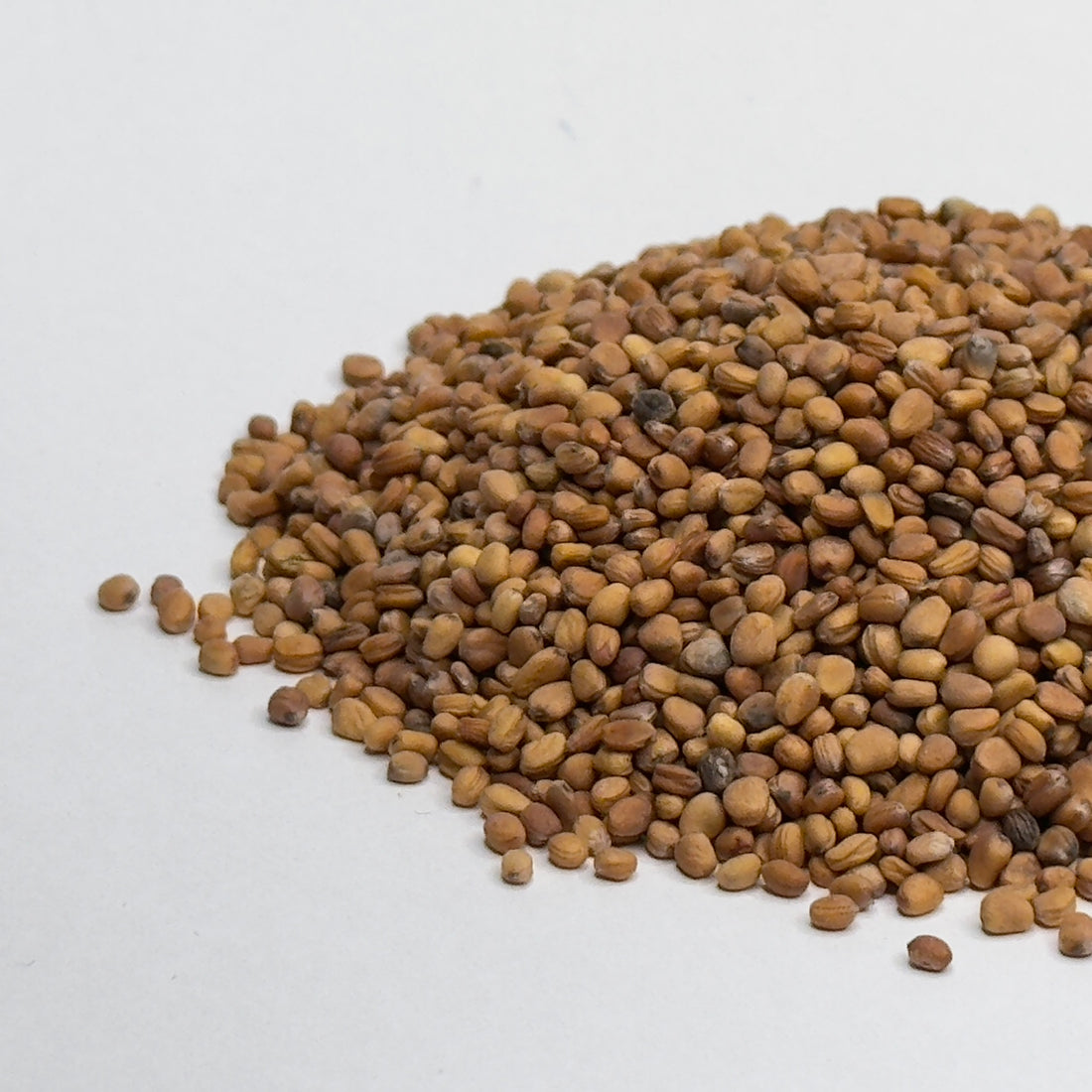 Radish, Venom - microgreens seeds for growing