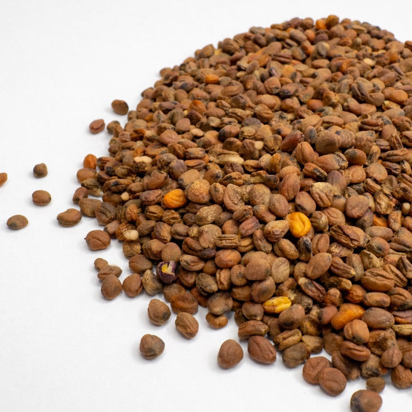 Radish, Vulcano - microgreens seeds for growing