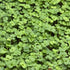 Rocket (Arugula) - microgreens ready to harvest, grown from Deliseeds seeds