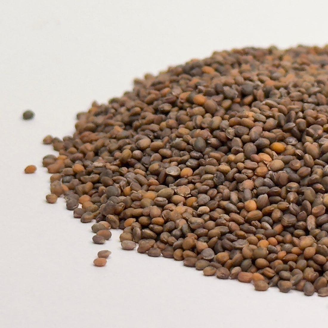 Rocket (Arugula) - microgreens seeds for growing