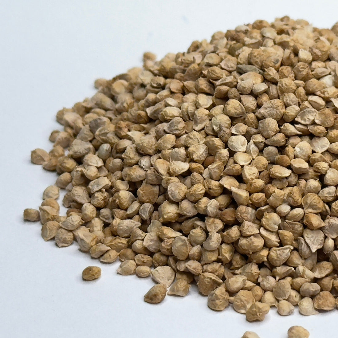 Spinach - microgreens seeds for growing