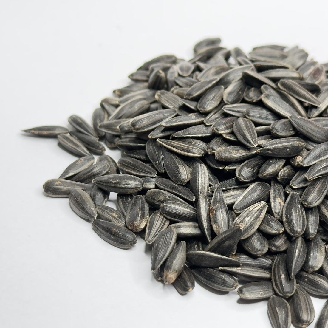Sunflower Black Oil - microgreens seeds for growing