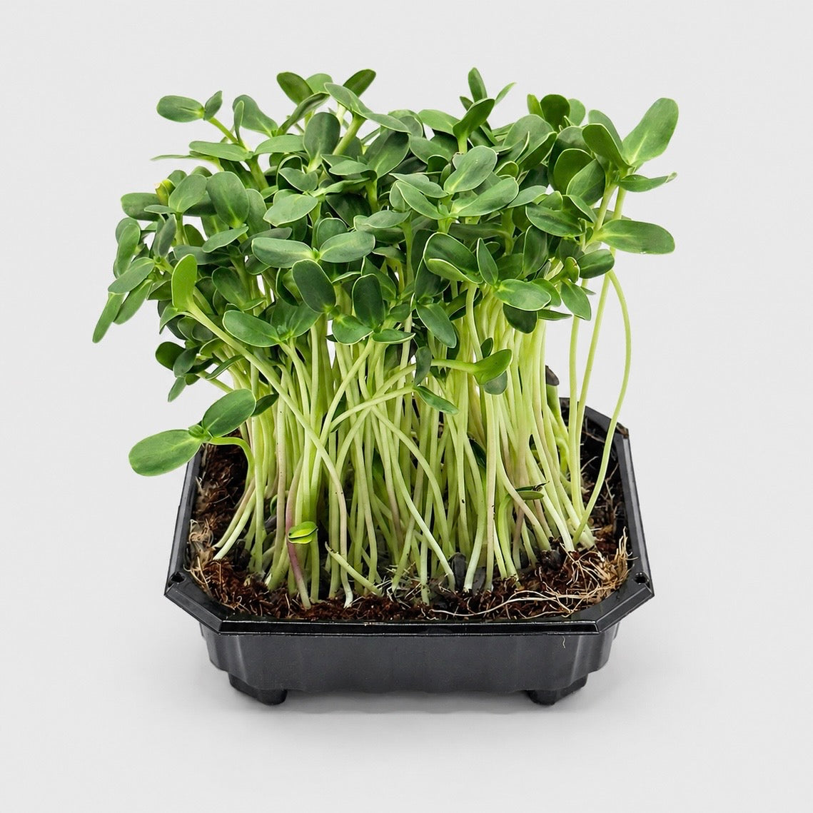 Sunflower black oil - microgreens ready to harvest, grown from Deliseeds seeds