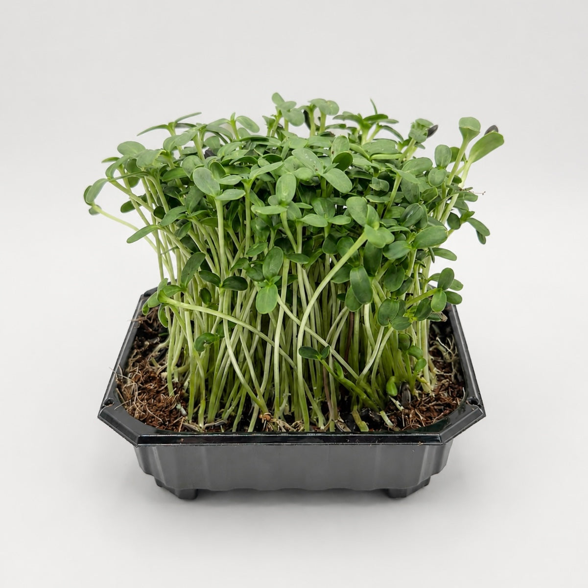 Sunflower (Micro Seeds) - microgreens ready to harvest, grown from Deliseeds seeds