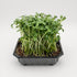 Sunflower (Micro Seeds) - microgreens ready to harvest, grown from Deliseeds seeds
