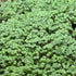 Watercress microgreens ready to harvest, grown from Deliseeds seeds