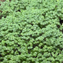 Watercress microgreens ready to harvest, grown from Deliseeds seeds